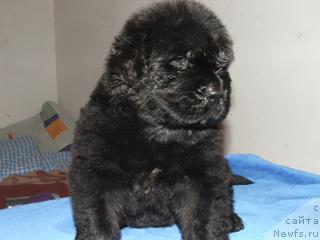 Фото: ньюфаундленд Плюшевая Панда Зидан