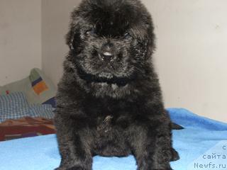 Фото: ньюфаундленд Плюшевая Панда Зидан