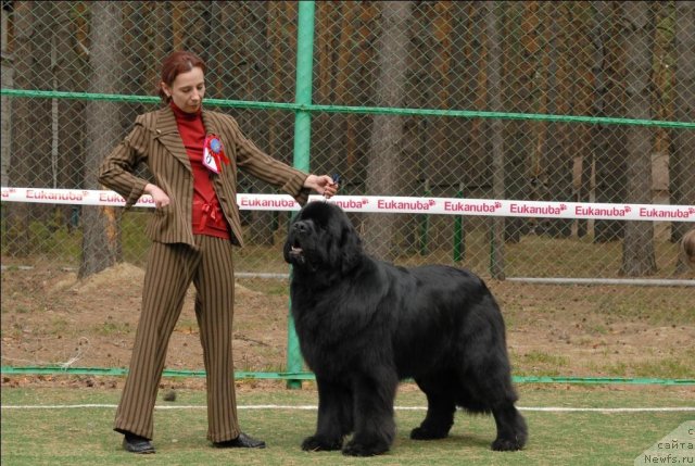 Фото: ньюфаундленд Акватория Келвин Килиманджаро (Aquatoriya Kelvin Kilimandzharo)