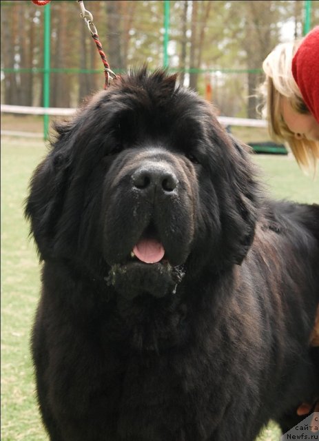 Фото: ньюфаундленд Плюшевая Панда Северный Версаль (Plushevaya Panda Severny Versal)