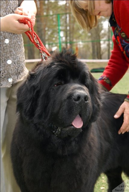 Фото: ньюфаундленд Плюшевая Панда Северный Версаль (Plushevaya Panda Severny Versal)