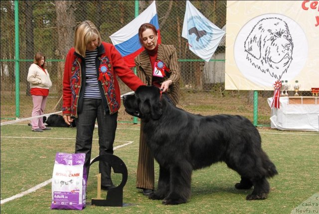 Фото: ньюфаундленд Акватория Келвин Килиманджаро (Aquatoriya Kelvin Kilimandzharo)