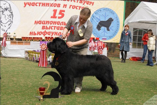 Фото: ньюфаундленд Плюшевая Панда Северный Версаль (Plushevaya Panda Severny Versal)