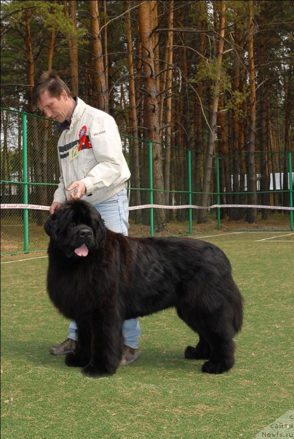 Фото: ньюфаундленд Акватория Келвин Инсайдер