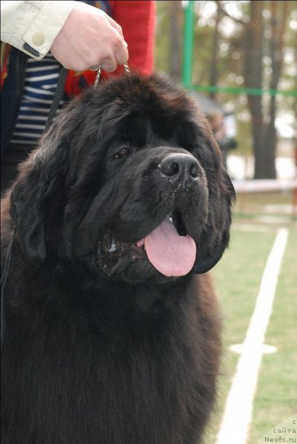 Фото: ньюфаундленд Акватория Келвин Инсайдер