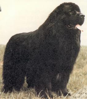 Фото: ньюфаундленд Enrik von Luxemburg