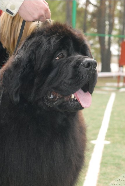 Фото: ньюфаундленд Акватория Келвин Инсайдер