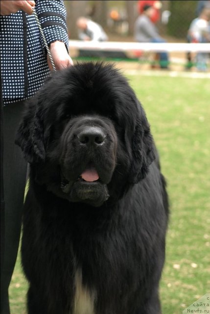 Фото: ньюфаундленд Флагман от Сибирского Медведя (Flagman ot Sibirskogo Medvedja)
