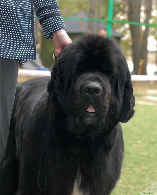 Фото: ньюфаундленд Флагман от Сибирского Медведя (Flagman ot Sibirskogo Medvedja)