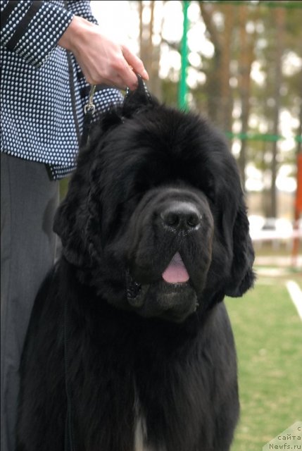 Фото: ньюфаундленд Флагман от Сибирского Медведя (Flagman ot Sibirskogo Medvedja)