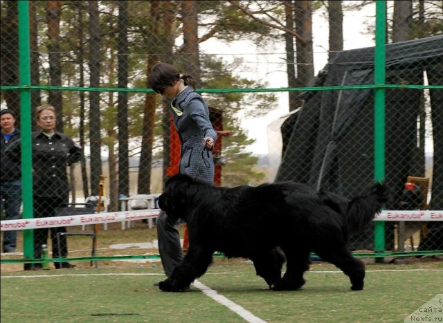 Фото: ньюфаундленд Флагман от Сибирского Медведя (Flagman ot Sibirskogo Medvedja)