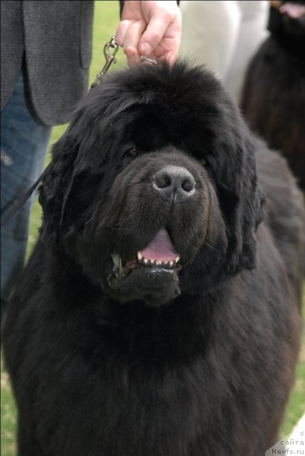 Фото: ньюфаундленд Денди Денжер из Медвежьего Яра (Dendi Denger iz Medvejyego Yara)