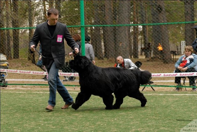 Фото: ньюфаундленд Денди Денжер из Медвежьего Яра (Dendi Denger iz Medvejyego Yara)