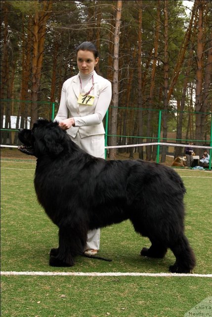 Фото: ньюфаундленд Филипп Голд Стар