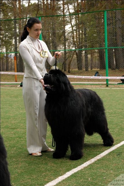 Фото: ньюфаундленд Филипп Голд Стар