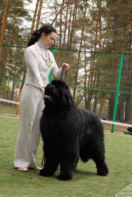 Фото: ньюфаундленд Филипп Голд Стар