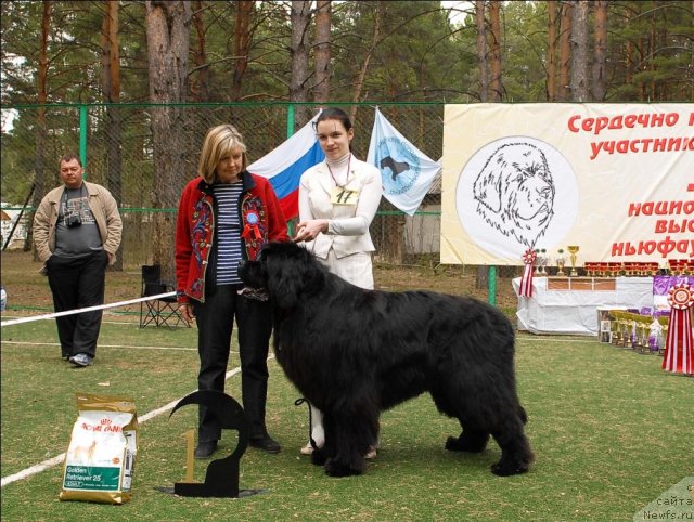 Фото: ньюфаундленд Филипп Голд Стар