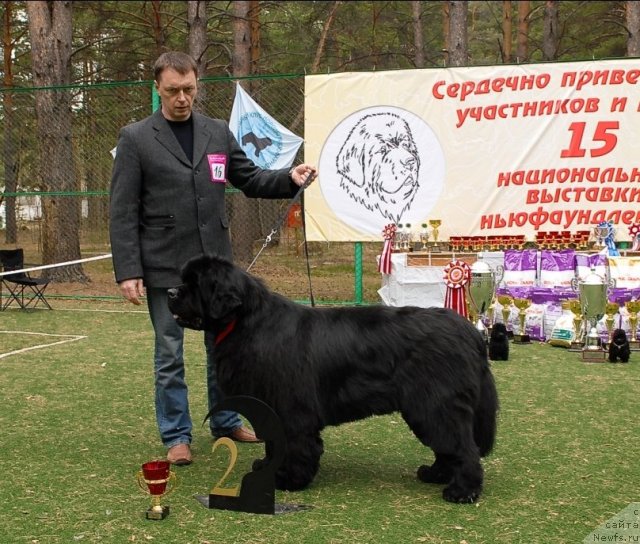 Фото: ньюфаундленд Денди Денжер из Медвежьего Яра (Dendi Denger iz Medvejyego Yara)