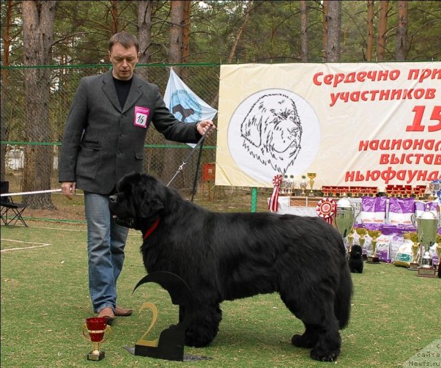 Фото: ньюфаундленд Денди Денжер из Медвежьего Яра (Dendi Denger iz Medvejyego Yara)