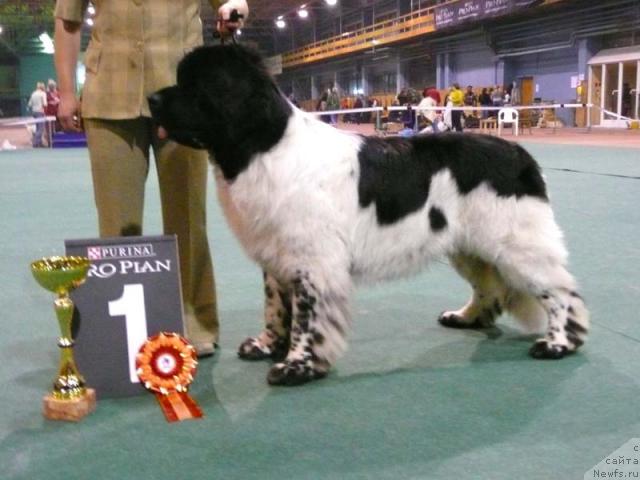 Фото: ньюфаундленд Супер Бизон Арго (Super Bizon Argo)