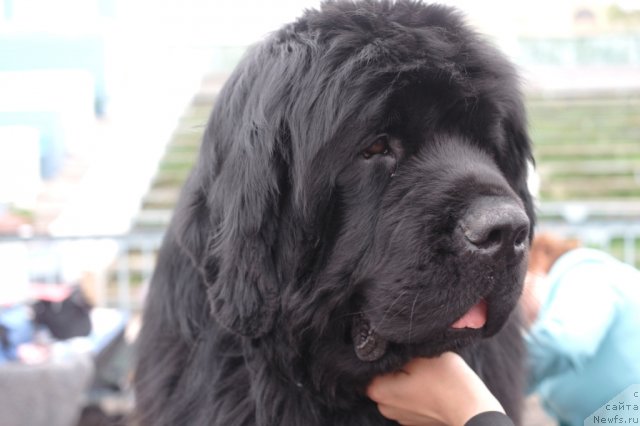 Фотография № 66879