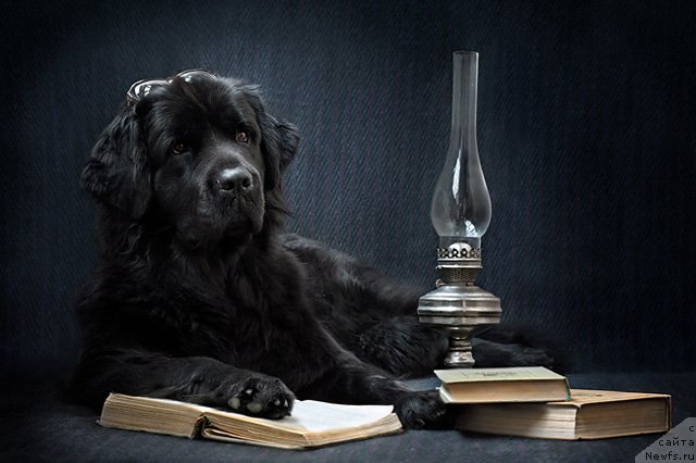 Фото: ньюфаундленд Звезда Удачи от Марлеон Дусвик