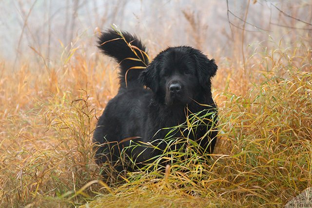 Фото: ньюфаундленд Звезда Удачи от Марлеон Дусвик