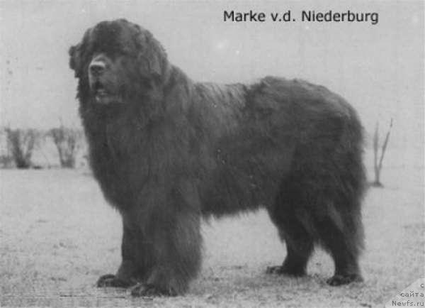 Фото: ньюфаундленд Marke von der Niederburg
