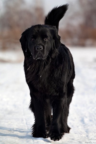Фото: ньюфаундленд Звезда Удачи от Марлеон Дусвик