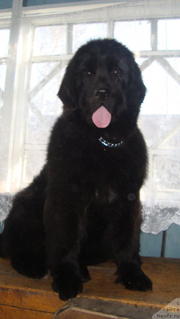 Фото: ньюфаундленд Фиаметтахауз Нат