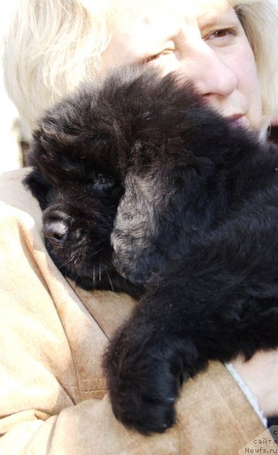 Фото: ньюфаундленд Undercover Angel Nuo Ozo Kalvu, Ольга Гордеева