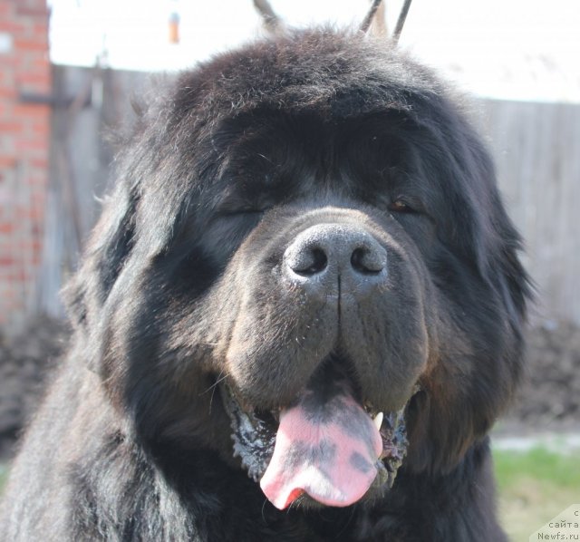 Фото: ньюфаундленд Филипп Голд Стар