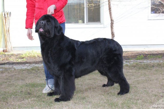 Фото: ньюфаундленд Фентази (Fantasy)