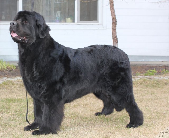 Фото: ньюфаундленд Фентази (Fantasy)