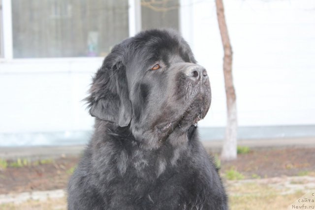 Фото: ньюфаундленд Фентази (Fantasy)