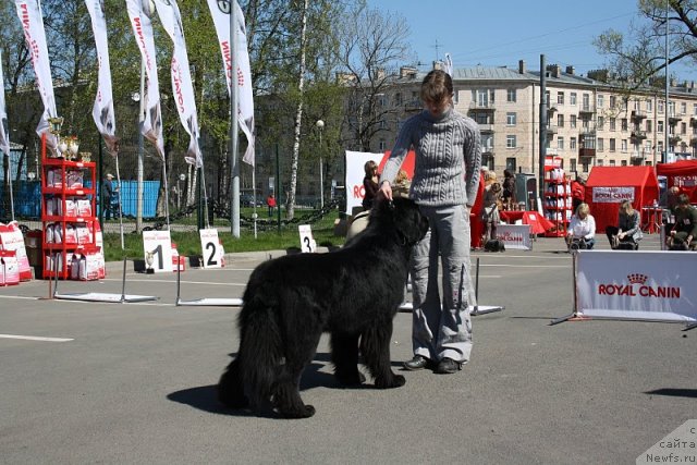 Фото: ньюфаундленд Бегущая по волнам Руссиан Хит