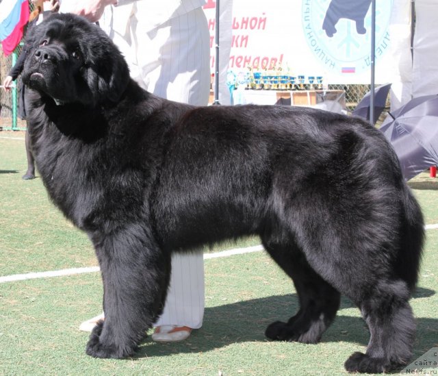 Фотография № 66935