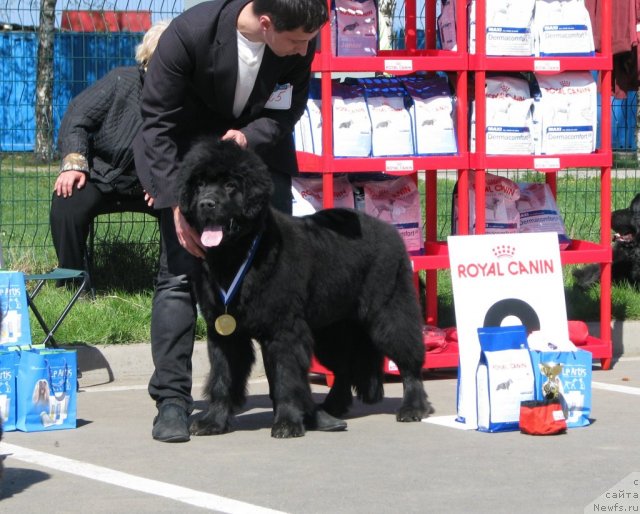 Фото: ньюфаундленд Смигар Грейт Саксэс