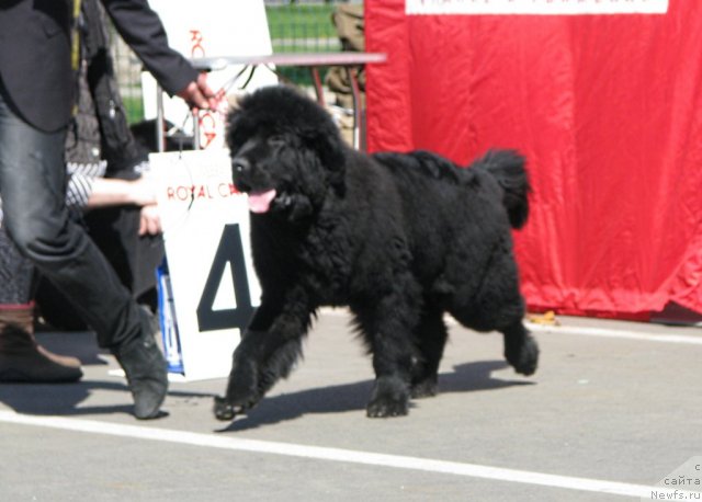 Фото: ньюфаундленд Смигар Грейт Саксэс