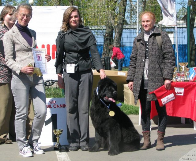 Фото: ньюфаундленд Смигар Галакси Шелл Вин (Smigar Galaxsy Shall Win)