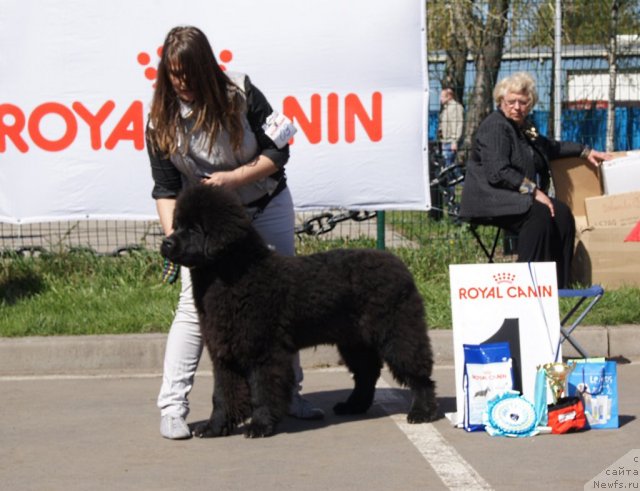 Фото: ньюфаундленд Смигар Гордон-Феллоу (Smigar Gordon Fellow)