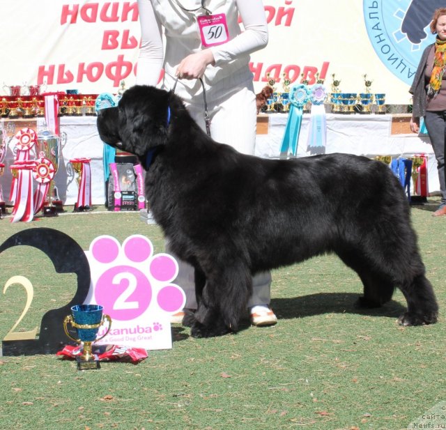 Фото: ньюфаундленд Radmila Vialiki Miadzvedz