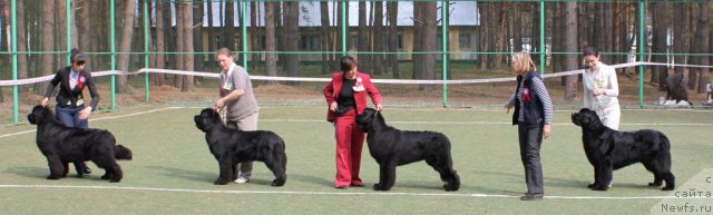 Фото: ньюфаундленд Фентази (Fantasy)