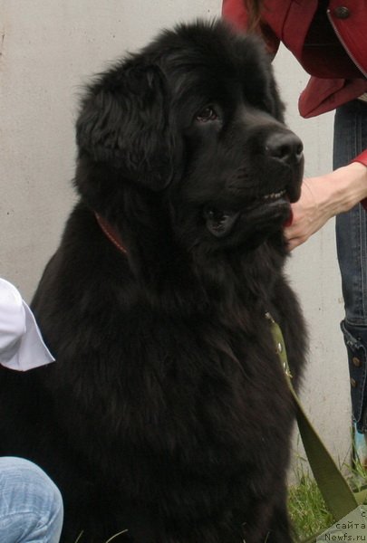 Фото: ньюфаундленд Dolce Vita iz Hijini Djadi Djeri