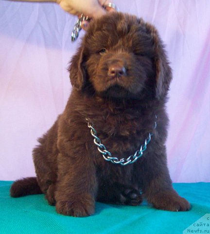 Фото: ньюфаундленд Жарден Обольститель