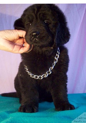 Фото: ньюфаундленд Жаркий Поцелуй