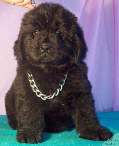 Фото: ньюфаундленд Желанная Наследница