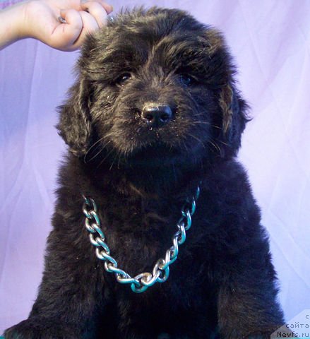 Фото: ньюфаундленд Жемчужная Сказка