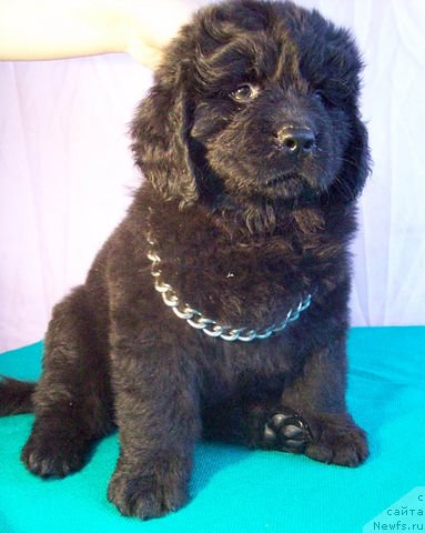 Фото: ньюфаундленд Живая Легенда