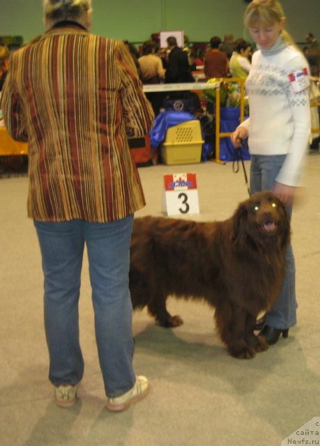 Фото: ньюфаундленд Юрмала